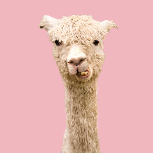 istock Funny alpaca on pink background 1263558058