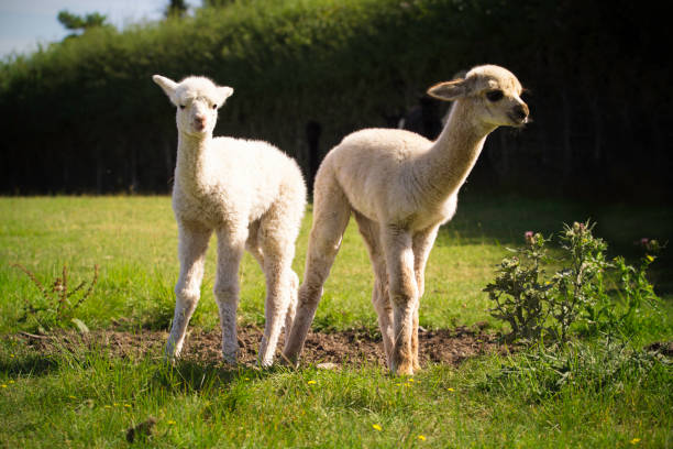 istock White alpaca babies on a farm 1263558131