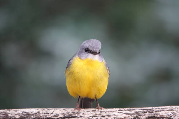 Male eastern yellow robin on log