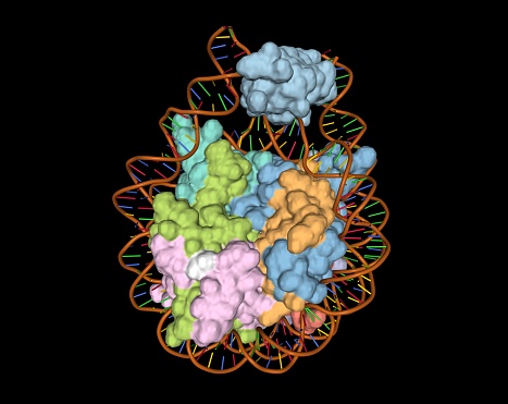 A chromatosome is a result of histone H1 binding to a nucleosome, which contains a histone octamer and DNA.