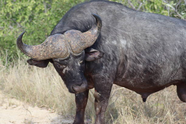 istock An old cape buffalo bull 1263560123