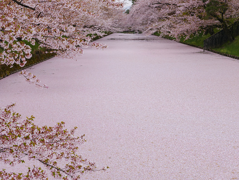 Hirosaki Park in Aomori Prefecture is one of the three best cherry blossom viewing spots in Japan. When petals fall, they cover the entire river.