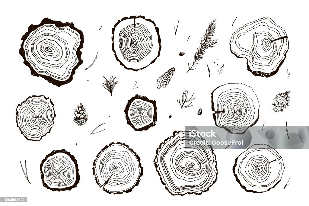 Tree Rings Graphic Key Tree Rings Vol2 Stock Illustration - Download Image Now - Tree Ring ...