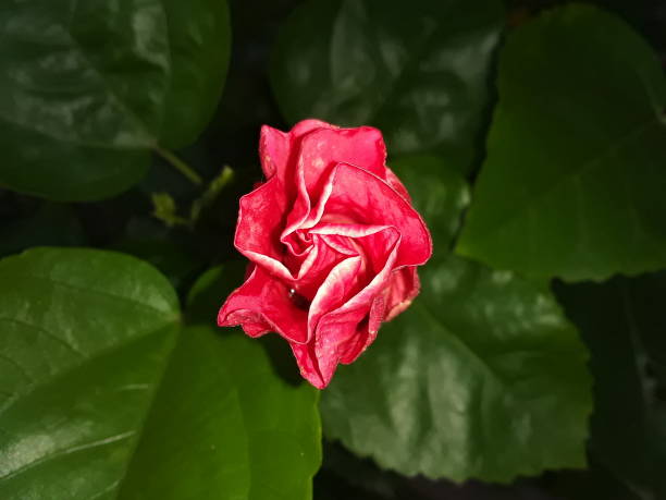 istock Shoe bud yellow  flower 1263562066