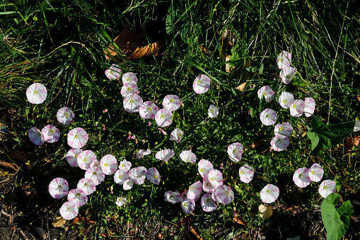 A cluster of pink / white flowers of the wildflower Convolvulus arvensis, popularly known as lesser bindweed and field bindweed. Also known sometimes as morning glory.