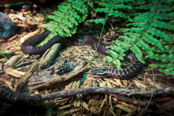 Asp viper in forest Asp viper - vipera aspis - close-up view in forest common adder stock pictures, royalty-free photos & images