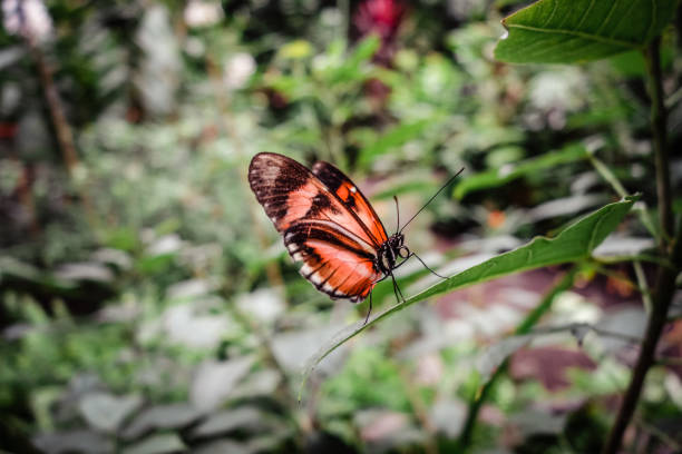 Tropical monarch butterfly on a leaf in rainforest. Orange Dione Juno