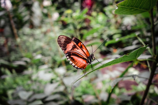 Brown butterfly on the green leaf. Green blurred tropical plants on the background.