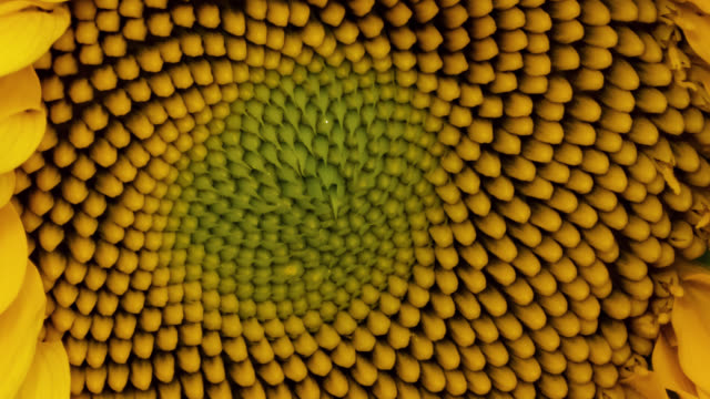 Macro time lapse opening Sunflower Head close-up