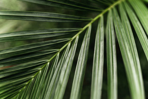 istock Tropical palm leaves, floral pattern background 1263564327
