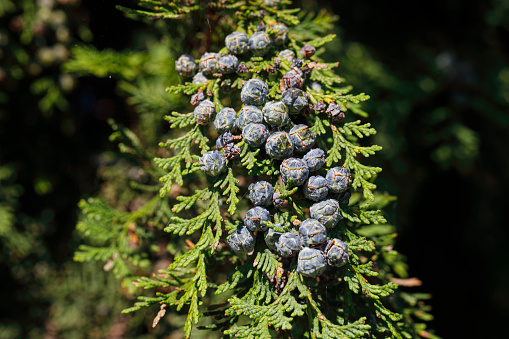 Female pine cones Lawson cypress tree Chamaecyparis lawsoniana