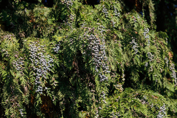 Female pine cones Lawson cypress tree Chamaecyparis lawsoniana Female pine cones on a Lawson cypress tree (Chamaecyparis lawsoniana). Another name for this cypress tree is Port Orford cedar, since it was found in 1854 near Port Orford in Michigan, though it is not a cedar. In fact, despite the inaccuracy, Port Orford cedar is a preferred name in the United States. In general, botanists prefer the more accurate Lawson or Lawson's cypress. Lawson cypress is planted in parks in the UK. port orford cedar stock pictures, royalty-free photos & images