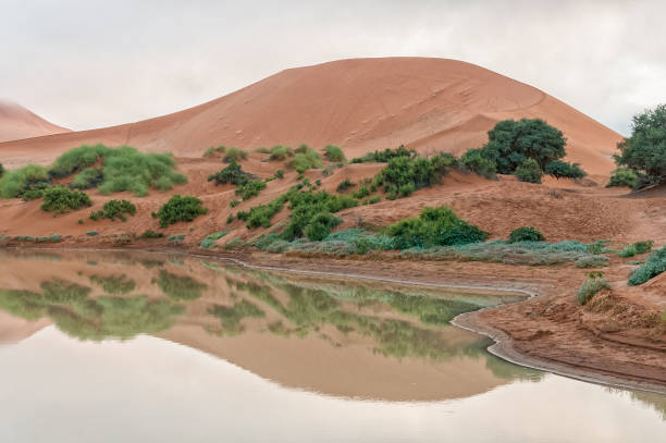 istock View of Sossusvlei, filled with water, and a sand dune 1263566695