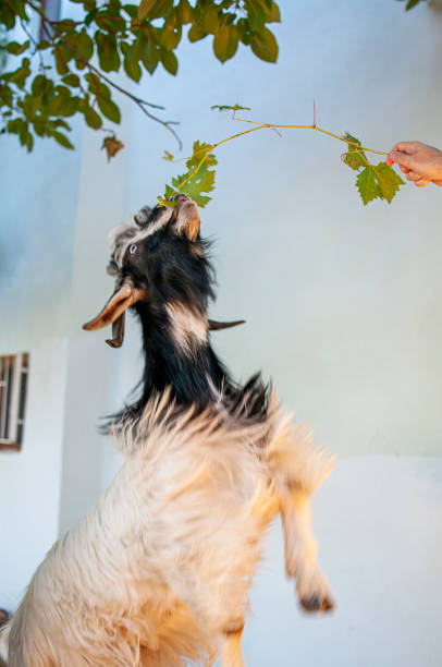 istock Goat eating fresh leafs outdoor in nature 1263566789