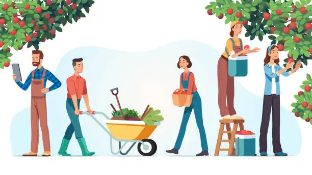 Vector illustration of Men & women farmers picking apples & gathering harvest in orchard. People garden workers carrying fresh fruits, pushing cart with vegetables. Agriculture, farming & gardening. Flat vector illustration