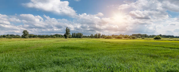 Panoramic view of a Belgian nature and meadow landscape during sunset.