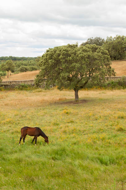 istock A brown horse grazing calmly in the meadow during spring. 1263567429