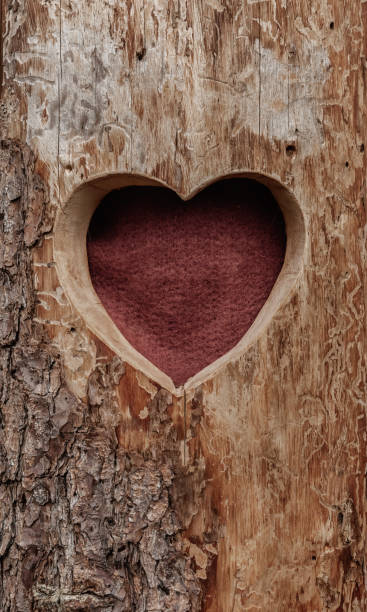 istock heart shaped in wood trunk 1263568004