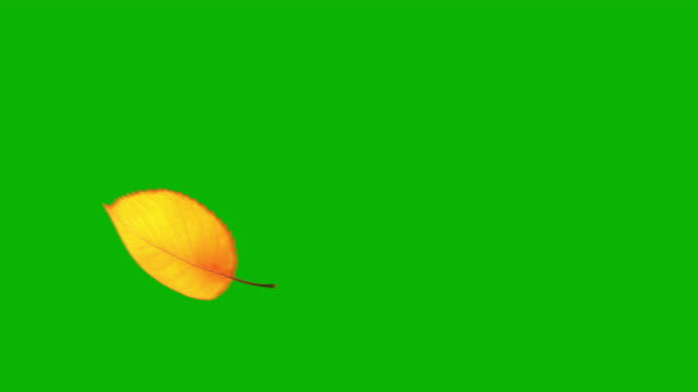 Flying Yellow Leaf On Green Screen. Seamless Looped.