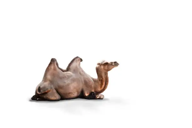 Photo of Camel sitting down on a white background.