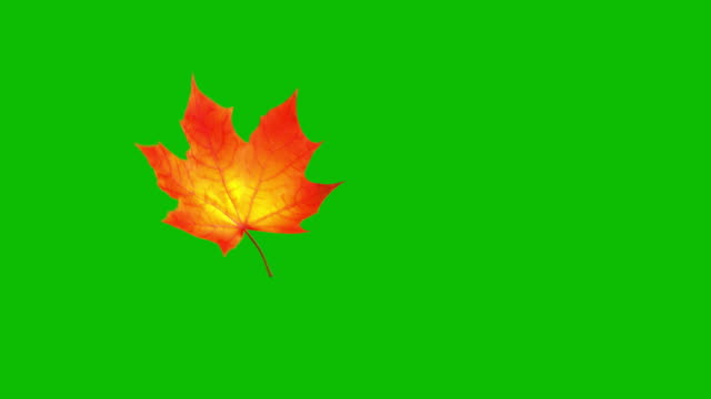 Flying Maple Leaf On Green Screen. Seamless Looped.