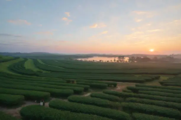 Tea plantation view sunrise and mist at Singha Park ,Chiangrai the north of thailand.