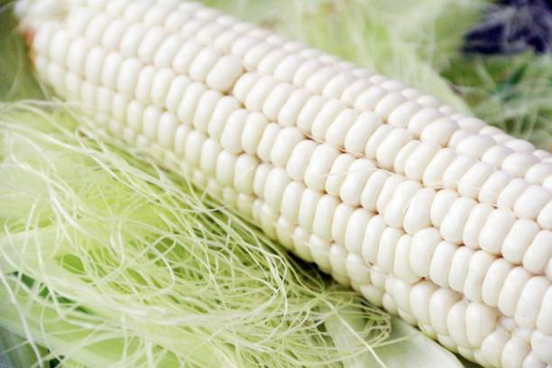 maíz ceroso dulce orgánico - white corn fotografías e imágenes de stock