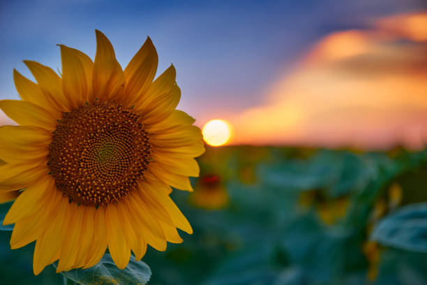 istock sunflower field in a beautiful sunset, sunlight and clouds 1263569725