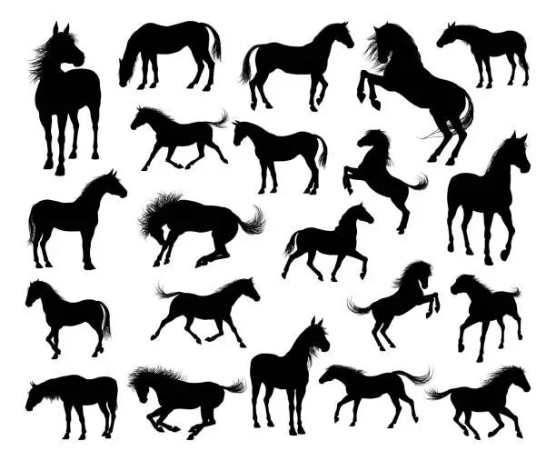 Vector illustration of Horse Silhouettes