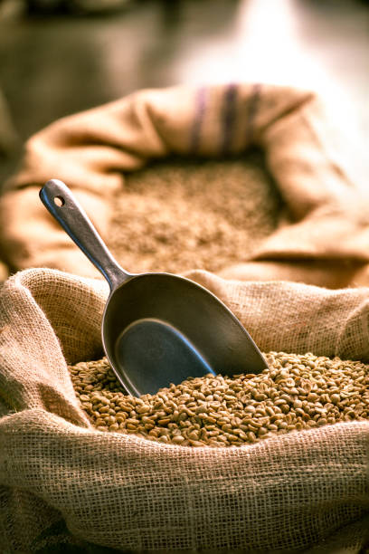 serving scoop in green coffee beans vertical - coffee bag green bean imagens e fotografias de stock