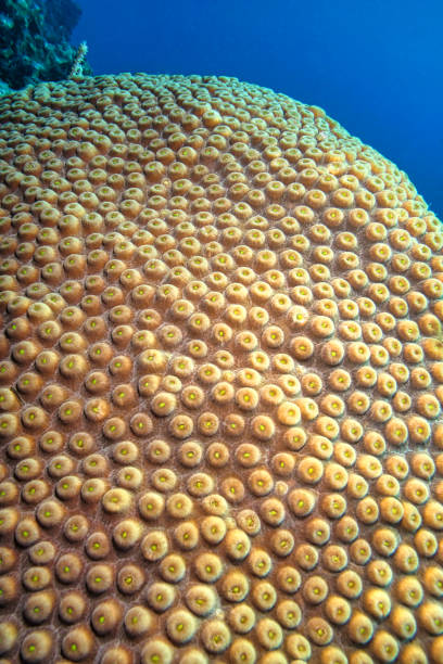 Brain Coral, Coral Reef, Youth Island, Cuba