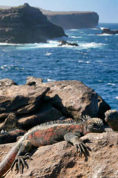 istock Marine Iguana, Galapagos National Park, Ecuador 1263573257