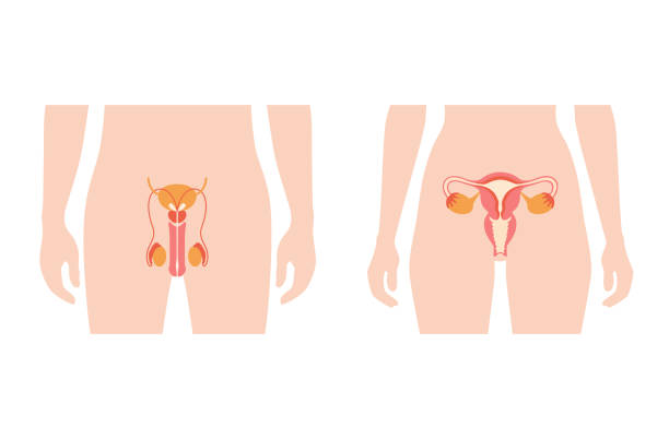 Web Male and female reproductive system in silhouette. Uterus and ovary, penis and testis in man and woman body. Sexual organ anatomy concept. Flat vector biology illustration. Medical poster for clinic. phallic object stock illustrations