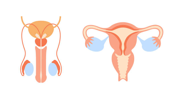 Web Male and female reproductive system diagram. Uterus and ovary, penis and testis in man and woman body. Sexual organ anatomy concept. Flat vector biology illustration. Medical poster, banner for clinic fallopian tube stock illustrations