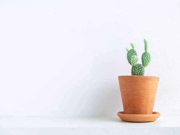 istock Green cactus in terracotta pot. 1263573669