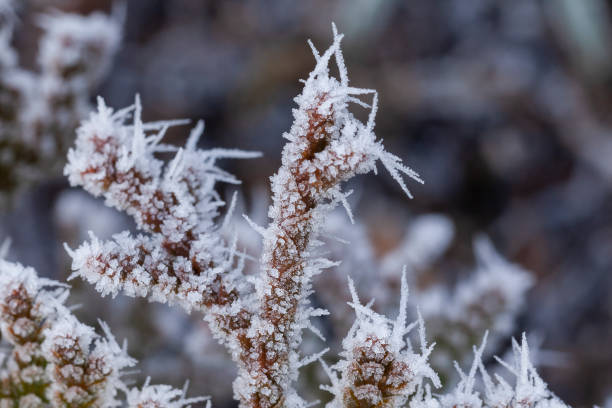 istock Ice crystals on a winter plant 1263574482