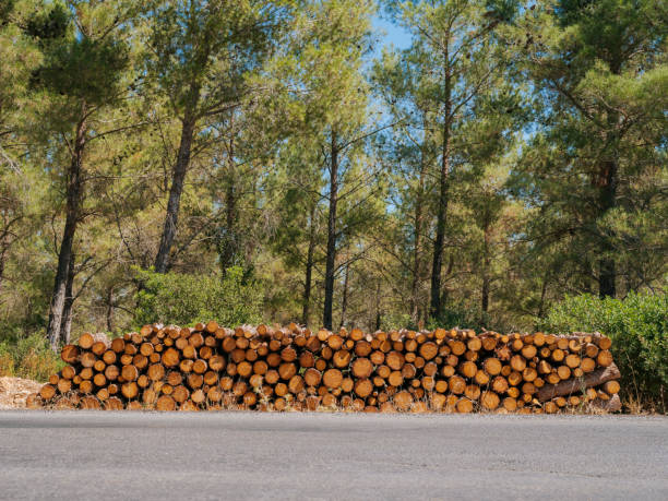 Wooden Logs with Forest on Background Lumber Industry, Timber, Log, Forest, Wood - Material pine tree lumber industry forest deforestation stock pictures, royalty-free photos & images
