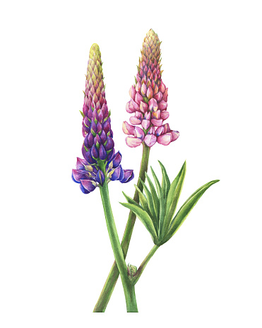Branches flowers pink and purple lupin (Lupinus plant known as lupine). Watercolor hand drawn painting illustration, isolated on white background.