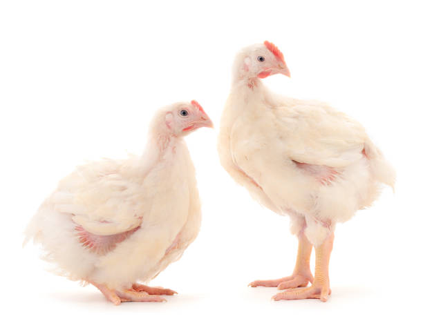 dwa kurczaki z kurczaka lub młode brojlery. - broiler farm zdjęcia i obrazy z banku zdjęć