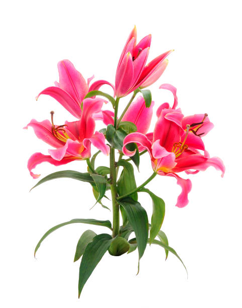 istock Bouquet of red lilies. 1263577211