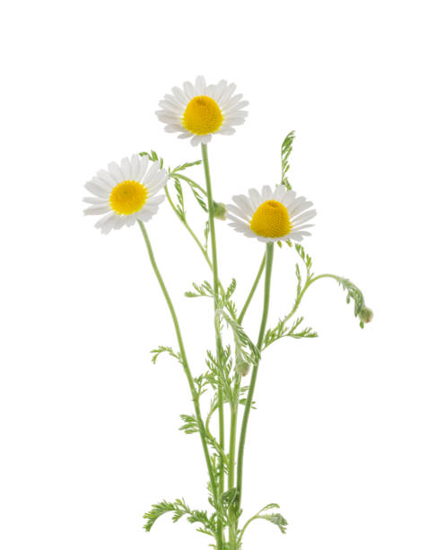 istock Chamomiles daisy flower isolated on white background 1263581844