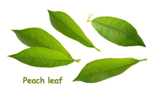 Peach leaves isolated on white background without shadow