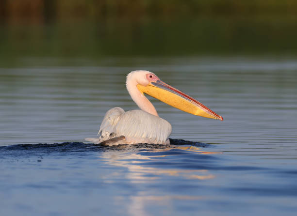 istock Lord of the lake 1263592945