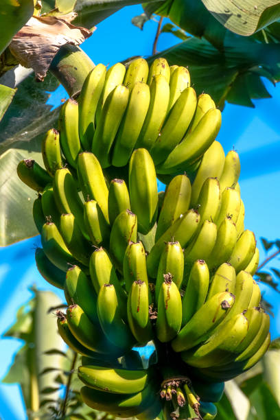 Bunch of bananas stock photo