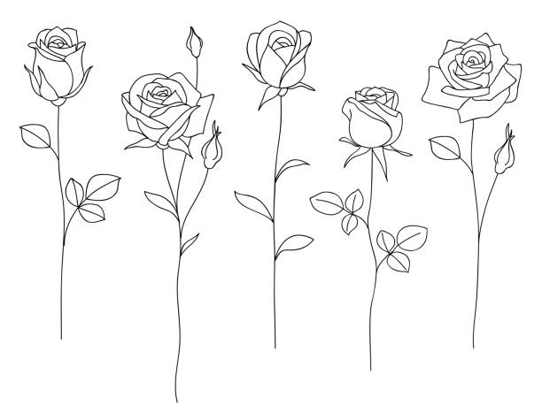 Set of decorative hand drawn roses isolated on white. Flower icon. vector art illustration