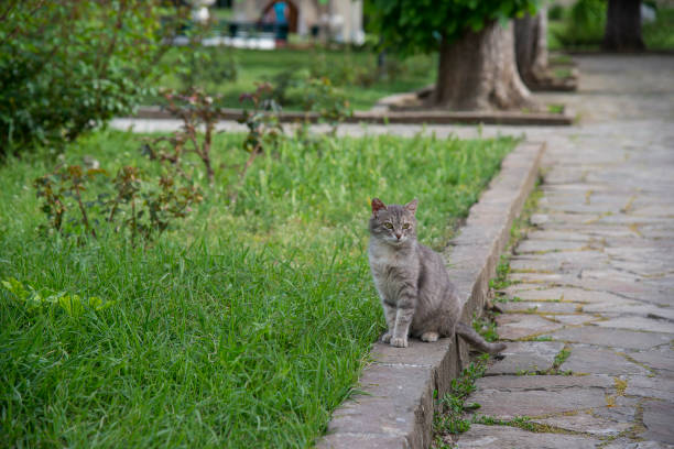 istock Beautiful gray cat on the street 1263608807