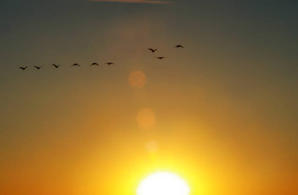 istock Geese in V formation at sunrise 1263608935