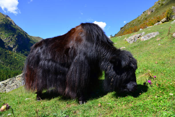 Yak in the pasture