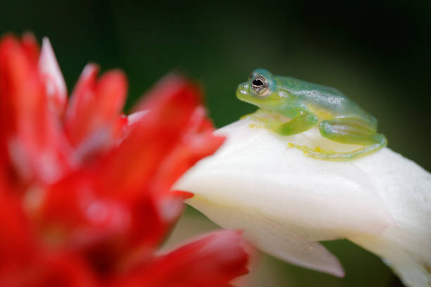 Teratohyla spinosa, Spiny Glass Frog, sitting on the white and red flower bloom in the tropic forest. in nature habitat, animal with big yellow eyes, in forest river. Frog from Costa Rica. Wildlife scene from tropic nature. teratohyla spinosa, rana de cristal espinoso, sentada en la flor blanca y roja florecen en el bosque trópico. en hábitat natural, animal con grandes ojos amarillos, en el río bosque. rana de costa rica. escena de vida silvestre de la naturaleza trópico
