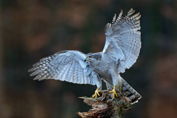 Goshawk flying, bird of prey with open wings with evening sun back light, nature forest habitat, Czech. Wildlife scene from autumn nature. Bird fly landing pn tree trunk in orange vegetation. goshawk volando, ave de presa con alas abiertas con luz de espalda de sol de la noche, hábitat del bosque natural, checo. escena de vida silvestre de la naturaleza otoñal. tronco de árbol de aterrizaje de mosca de pájaro en vegetación naranja.